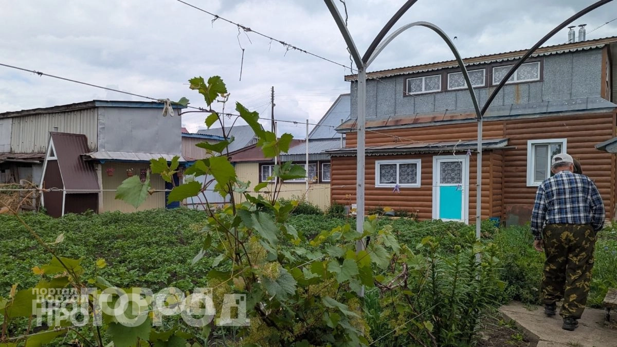 Китайцы скупают наш огородный сорняк за любые деньги: почему мы считаем это мусором и выбрасываем зря