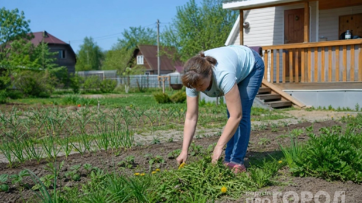 Не сорняк, а живой индикатор: что говорят заросли одуванчика на огороде - как не потерять урожай