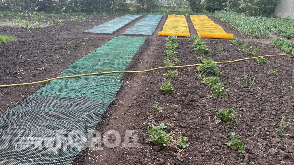 Забыла про кротов навсегда: просто зарыла этот предмет в землю и больше не трачу деньги на отраву