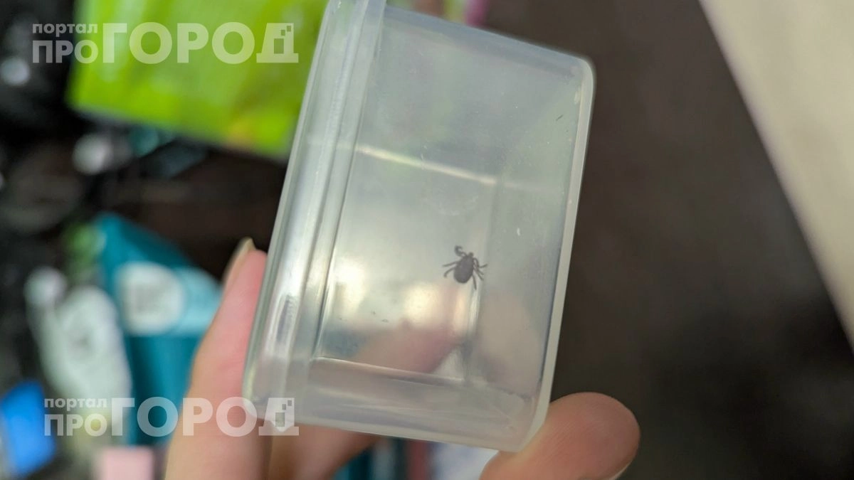Больше не бойтесь лесных прогулок: капните всего два средства на кроссовки и клещи будут обходить вас стороной