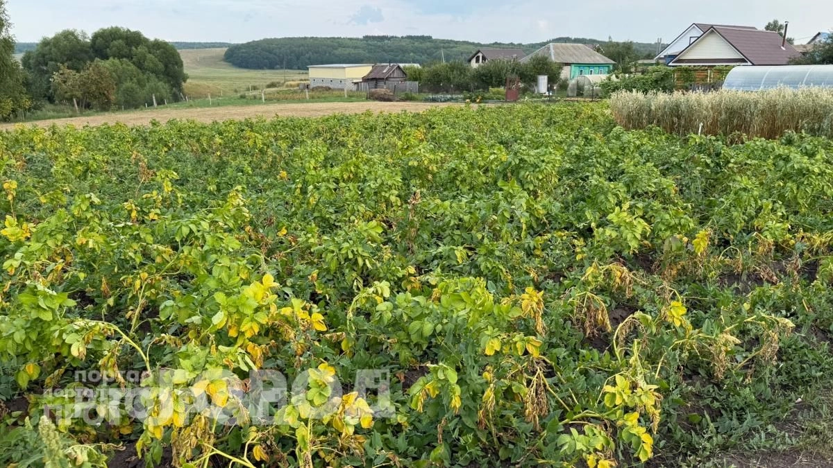 Избавляюсь от колорадского жука без капли яда: просто высеваю этот цветок по краям картофельных грядок