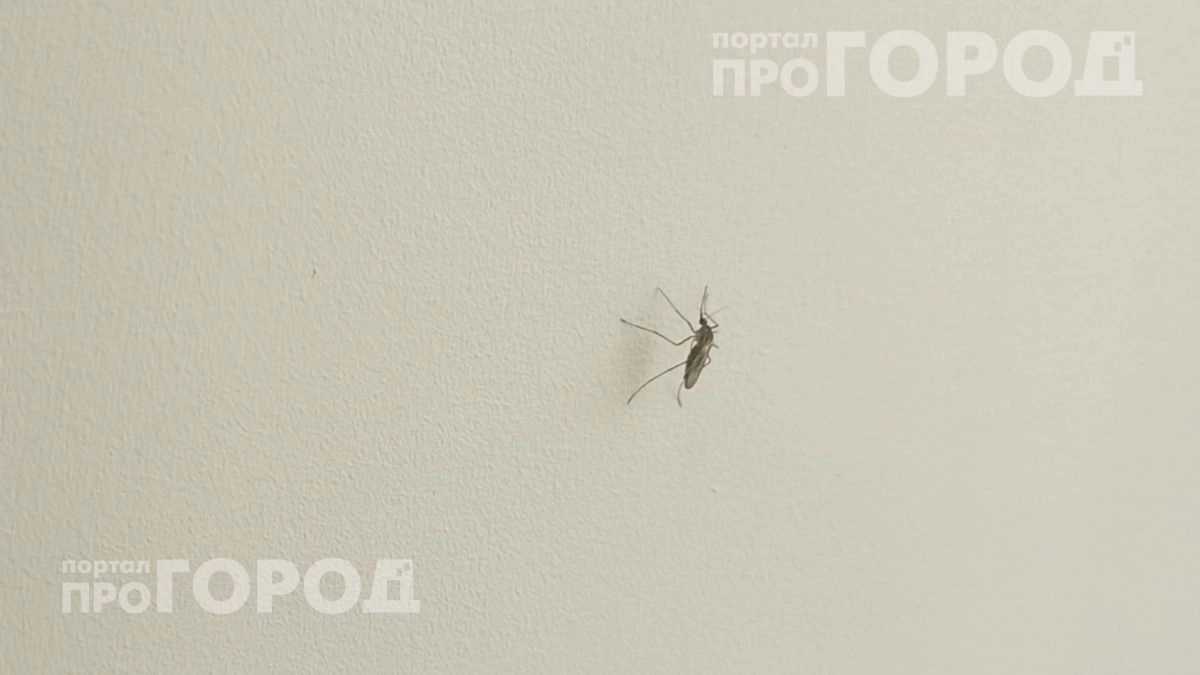 Комары исчезнут с участка за минуту: используйте этот простой состав вместо дорогой магазинной химии