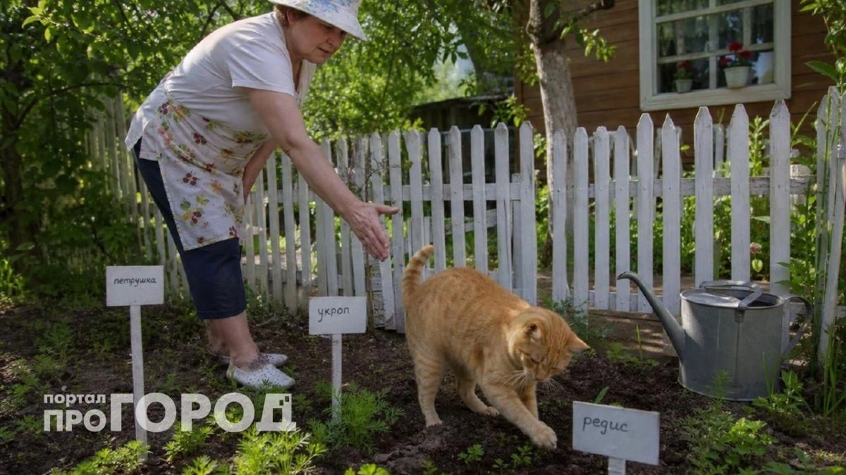 Забудьте про кошачьи туалеты на огороде: просто рассыпьте эту специю по грядкам для защиты урожая