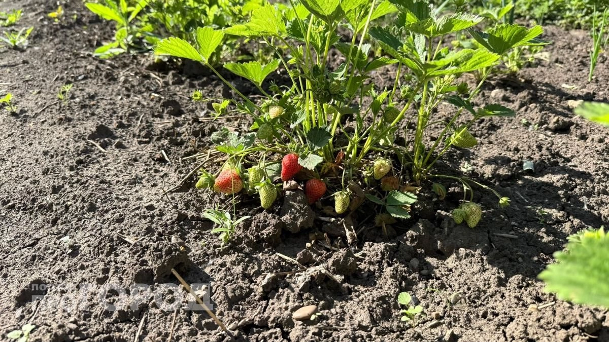 Добавьте одну щепотку под куст после захода солнца: клубника нальется сахаром и станет размером с яблоко