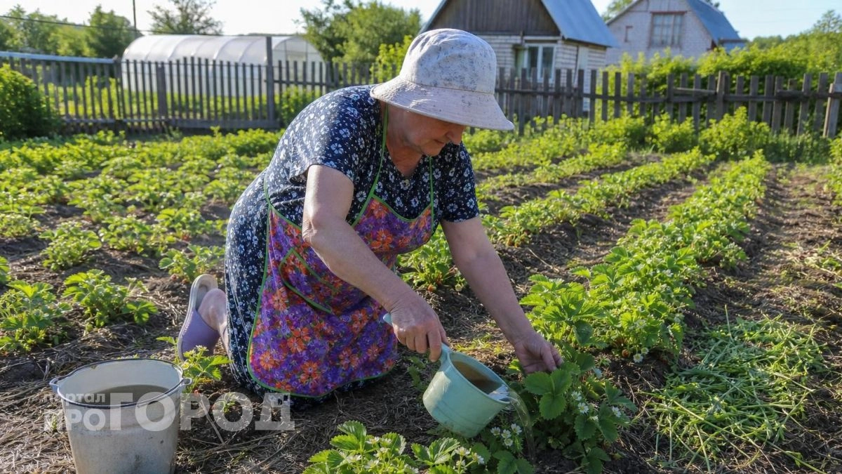 Дзержинские дачники сообщают о гибели урожая клубники и чеснока