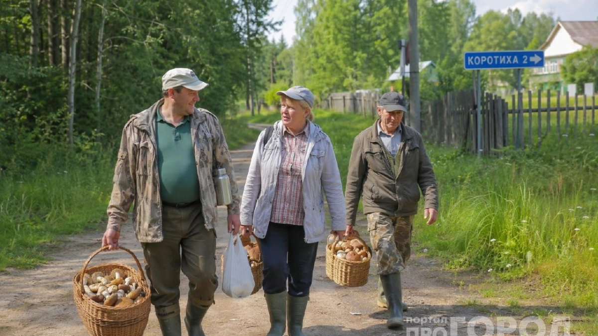 Эти грибы теперь считают находкой года: вот почему россияне их тащат из леса корзинами