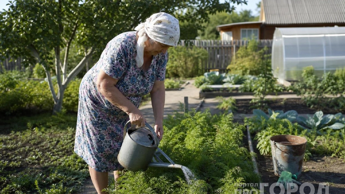 Соседка подсказала, чем полить морковь: теперь корнеплоды крупные, сочные и без единого «рога»