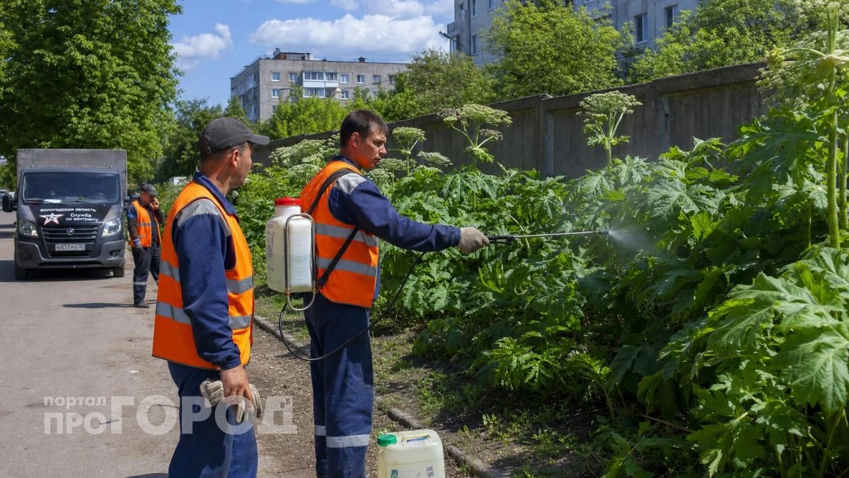 Борщевик Сосновского включили в перечень опасных растений Нижегородской области