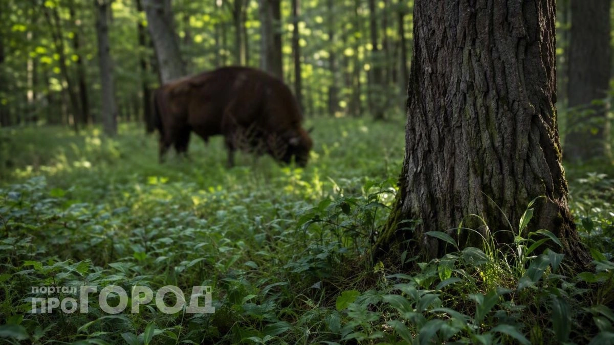 Зубров могут вернуть в леса Нижегородской области