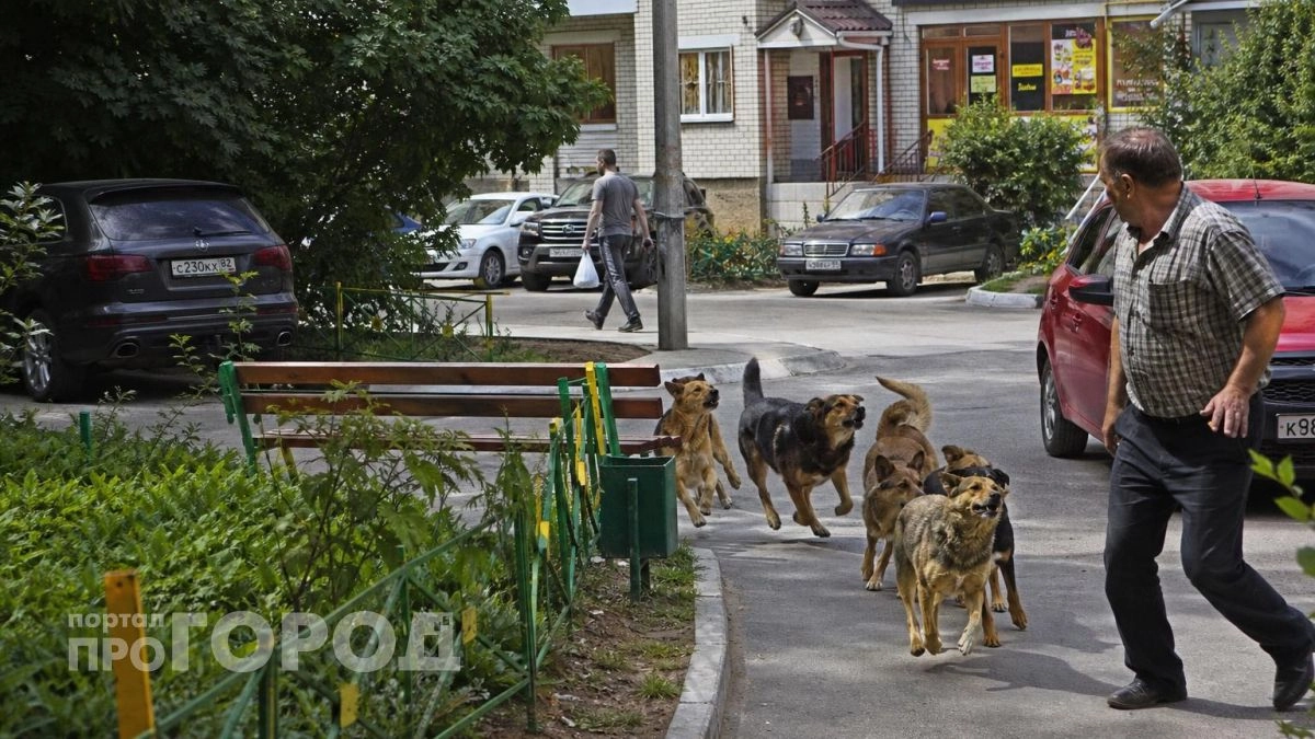 Жительница Нижегородской области требует 550 тысяч рублей с соседки за нападение трех собак