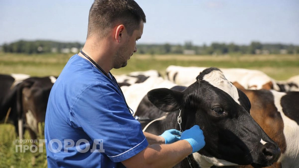 Поголовье коров в Нижегородской области сократилось в три раза за четверть века