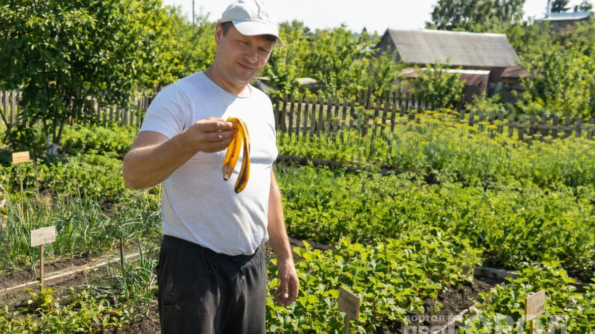 Зачем бывалые огородники в августе обкладывают крыжовник банановой кожурой: узнал причину и теперь делаю также