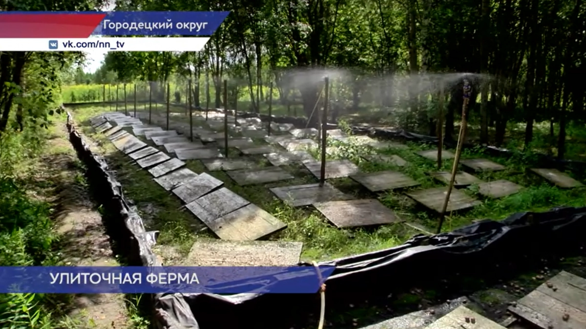 Фермер в Нижегородской области вырастил 1,5 тонны средиземноморских улиток