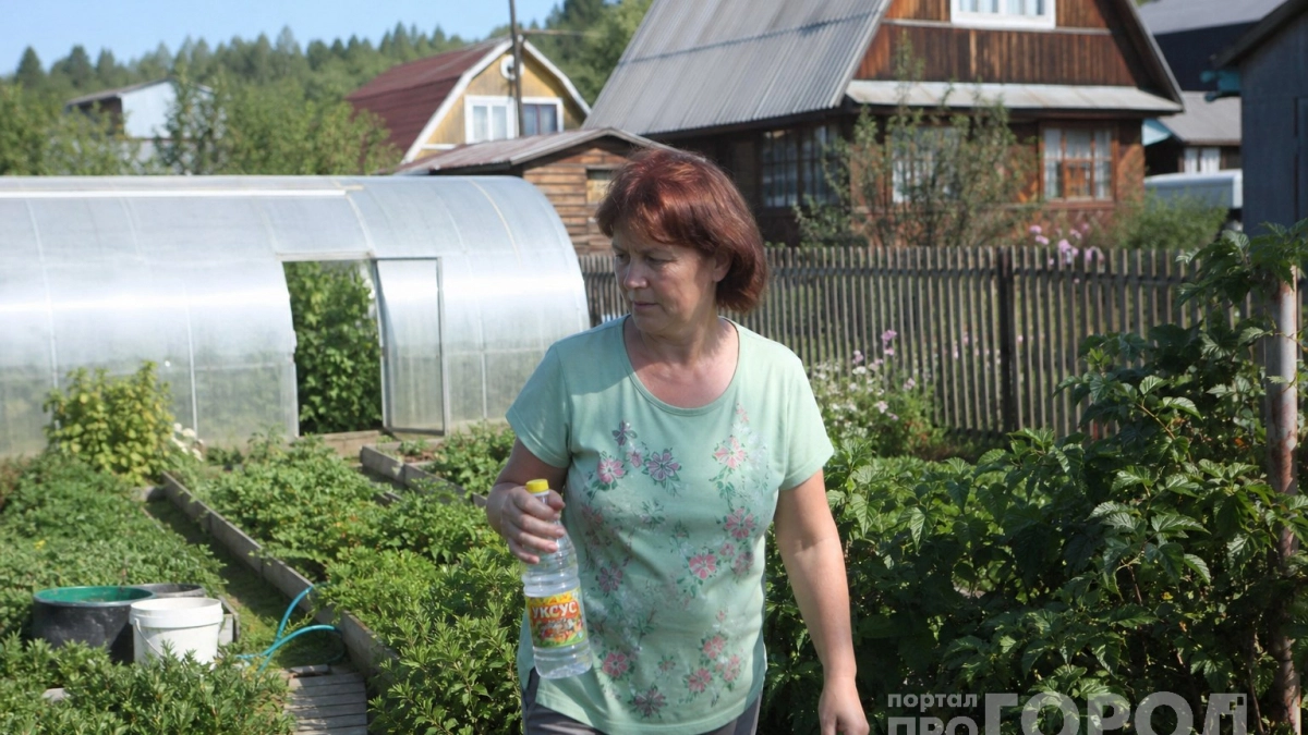 После уборки урожая покупаю 3 литра уксуса — и не мучаюсь, как соседи: вот почему так спокойно жду весну