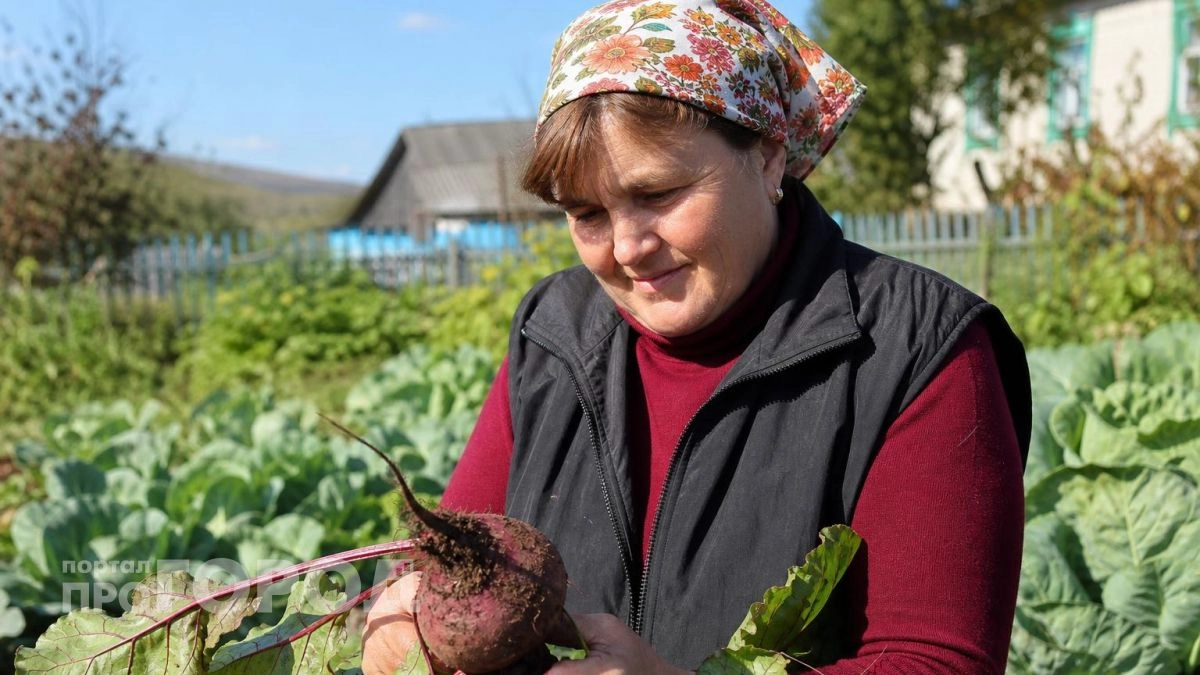 Больше не выбрасываю вялую свеклу: нашла простой способ сохранить корнеплоды сочными до самой весны