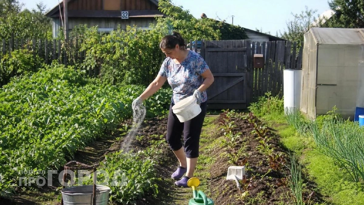 Беру в Светофоре детскую присыпку пачками: этот копеечный порошок выводит муравьев с участка навсегда