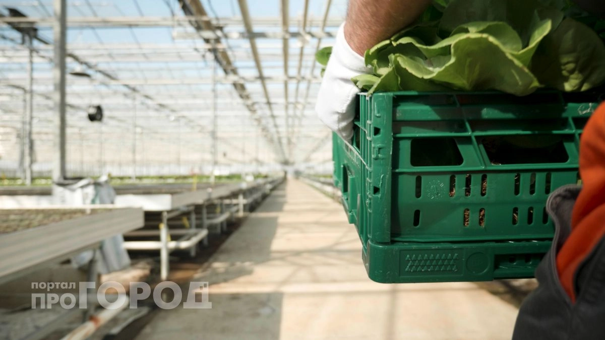 В Нижегородской области завод по переработке овощей пустят с молотка за 21 миллион рублей