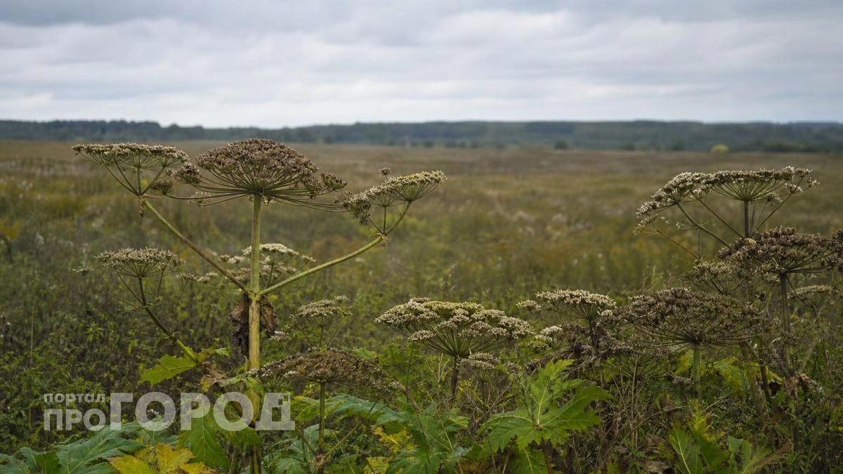 В Нижегородской области роботов обучили уничтожать борщевик Сосновского