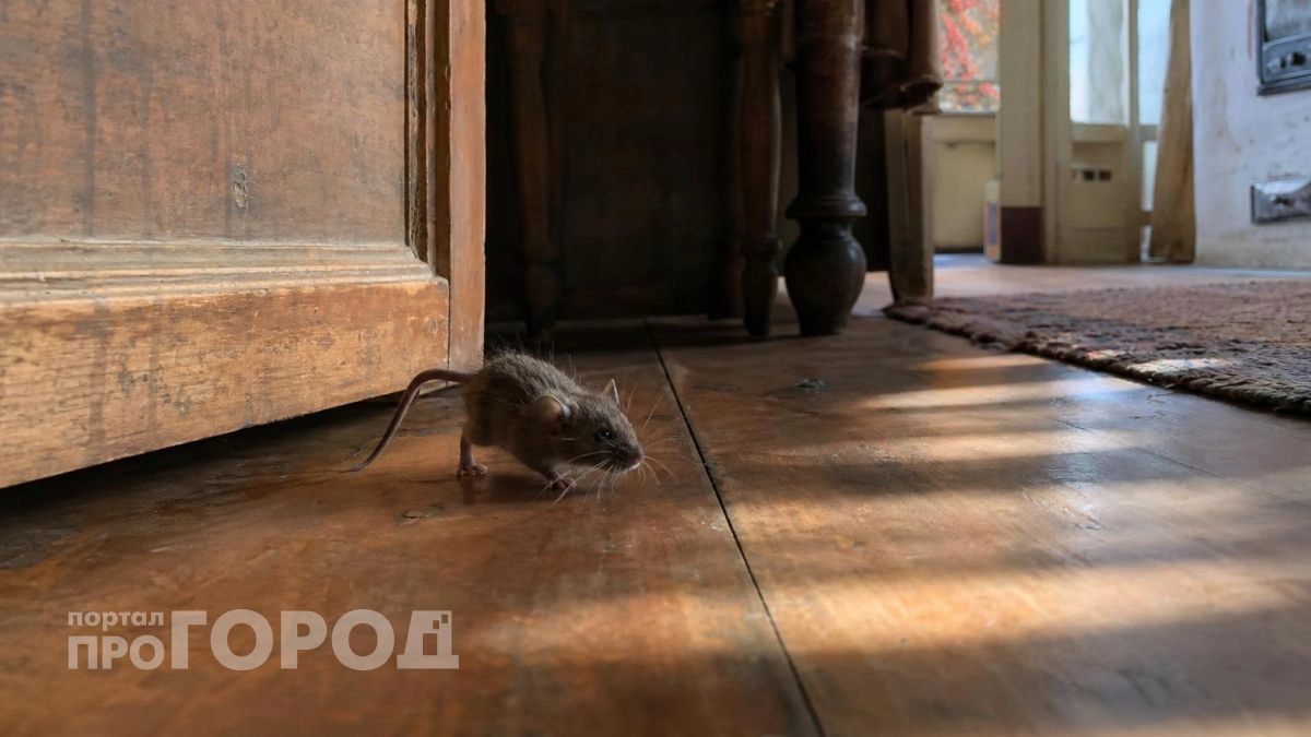 Заболеваемость опасной мышиной лихорадкой выросла в Нижегородской области