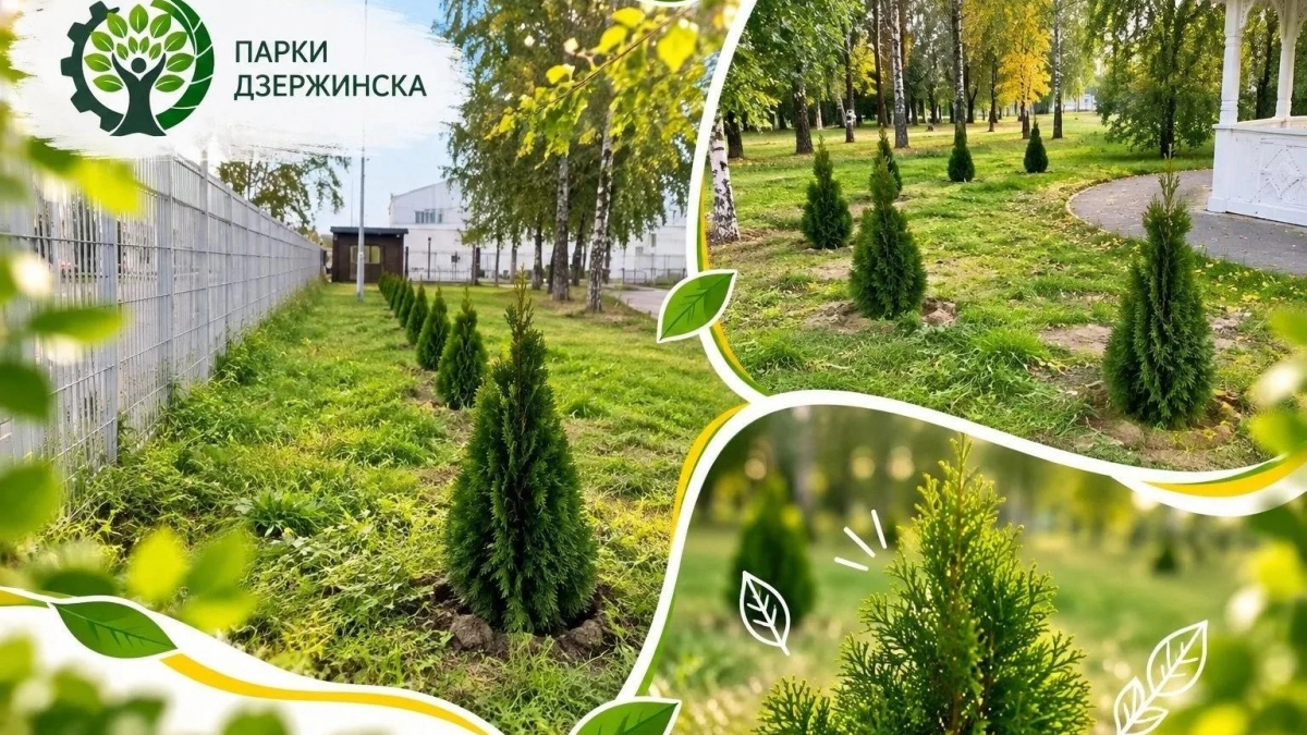 В Центральном парке Дзержинска высадили вечнозеленые туи