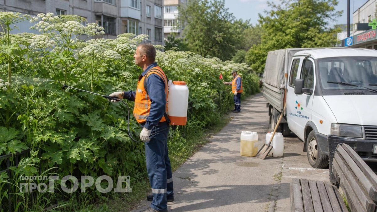 В пригороде Дзержинска химикатами выжгли 140 соток опасного сорняка