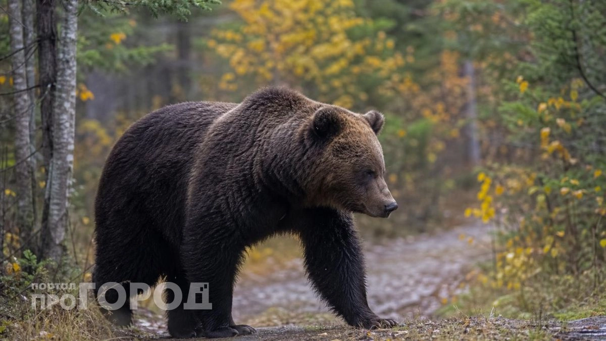 В Нижегородской области медведь проник во двор жилого дома и убил сторожевого пса