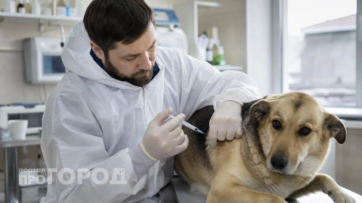 В пригороде Дзержинска бесплатно привьют кошек и собак от бешенства 31 октября